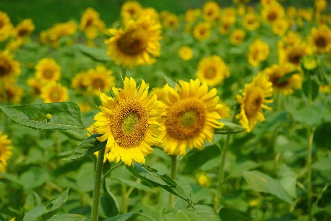 花海!美食!火把节!来感受被乐山【硬控】的假期!