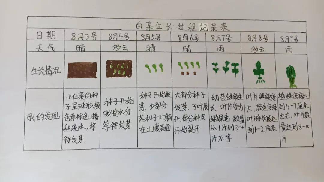 草娃娃观察记录表图片