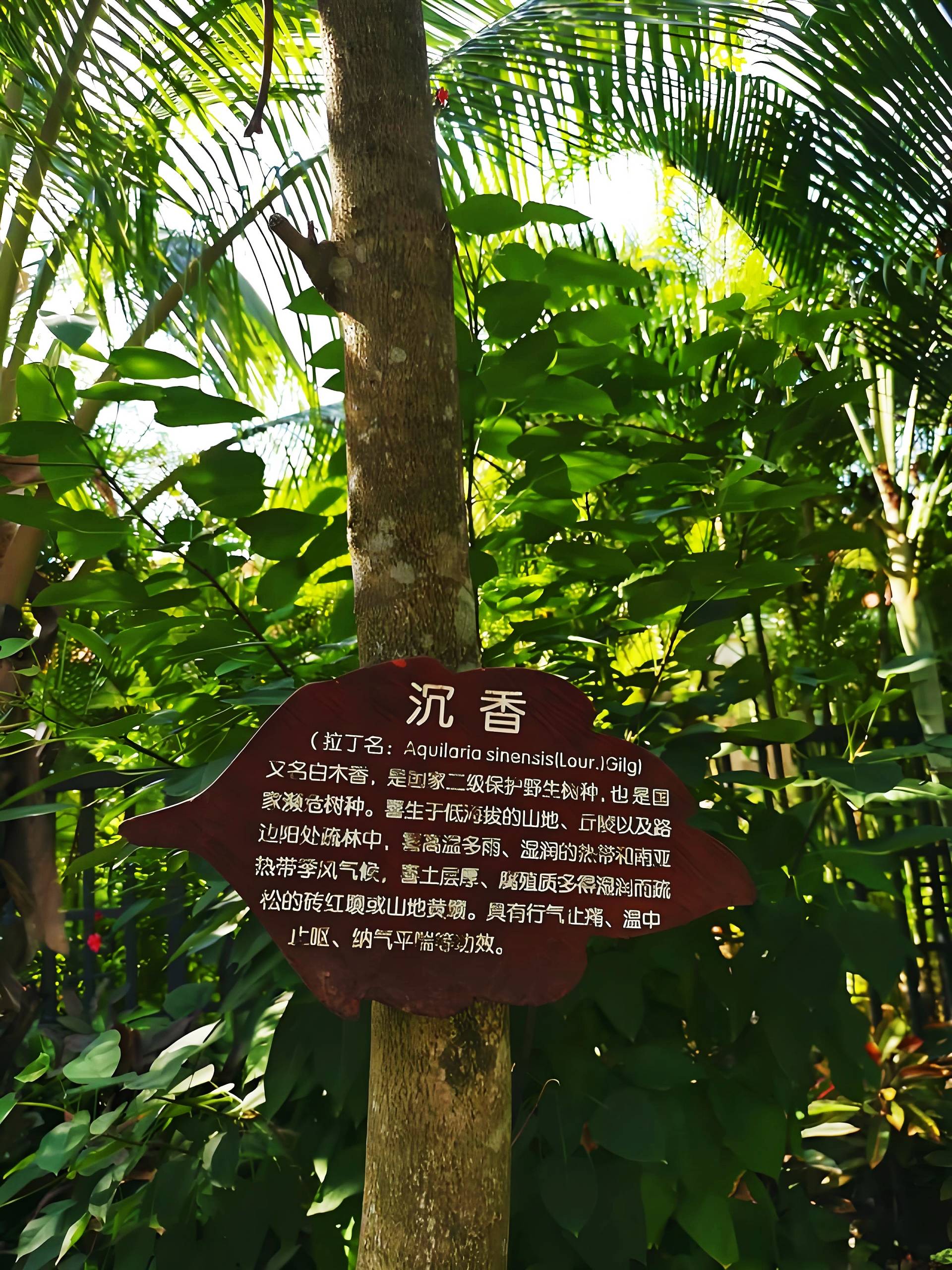 奇楠沉香,真的"香"吗?