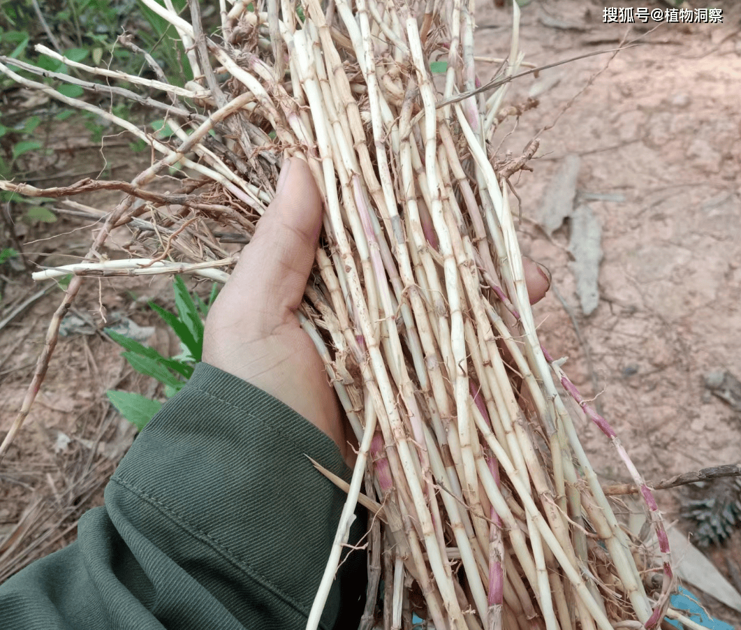 白茅根,儿时挖来当零食,殊不知它是中药材,70元1斤,遇到请重视!