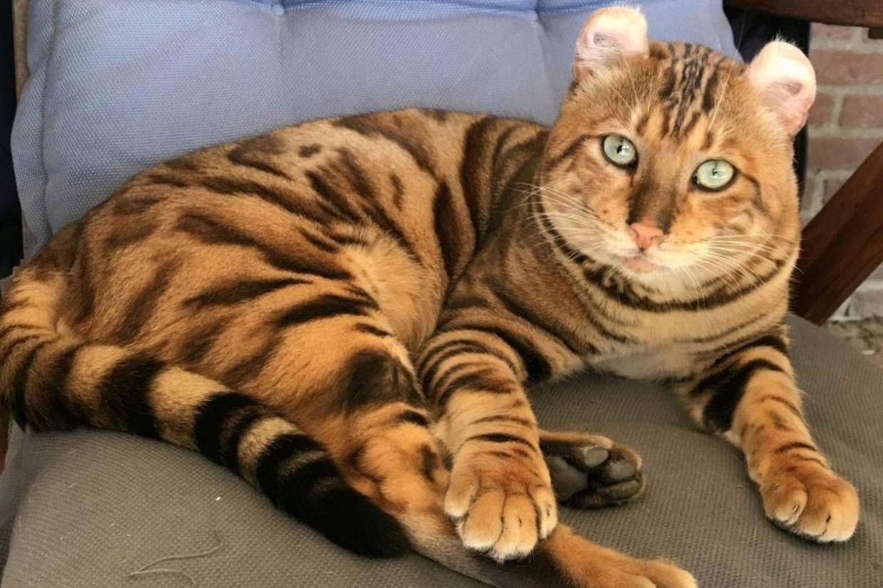 茶虎#茶虎猫#猫#茶吉