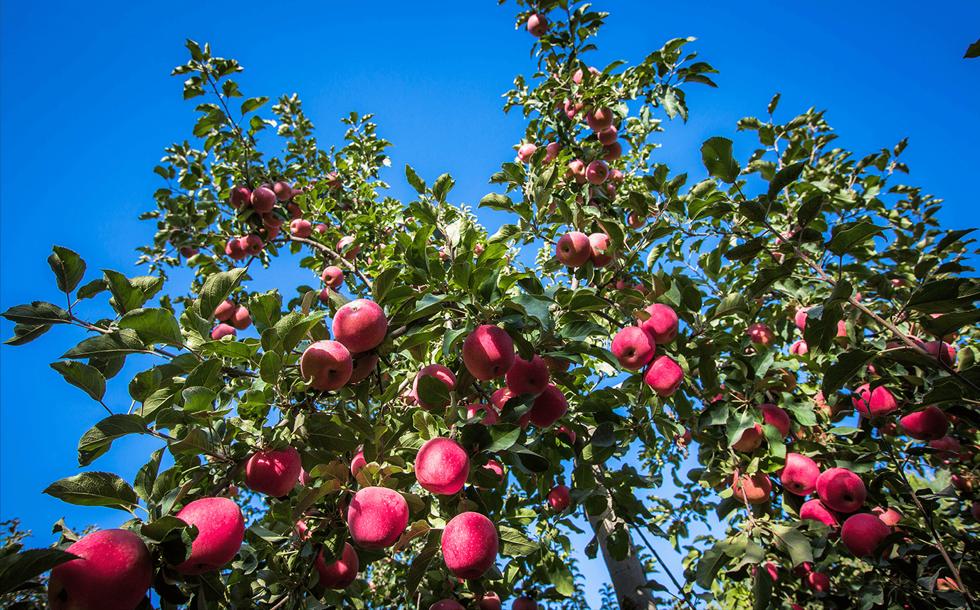 苹果正"长个" 管理这样做_果实_着色_可进行