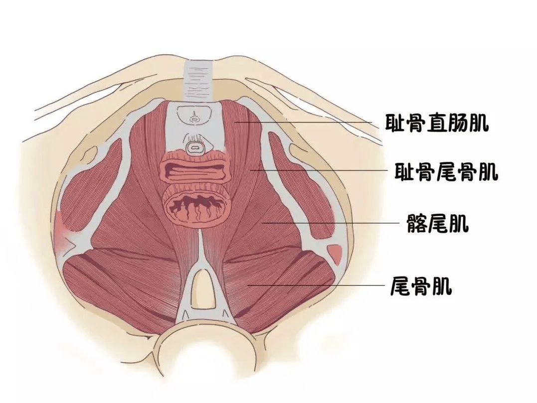 骨盆下口图片图片