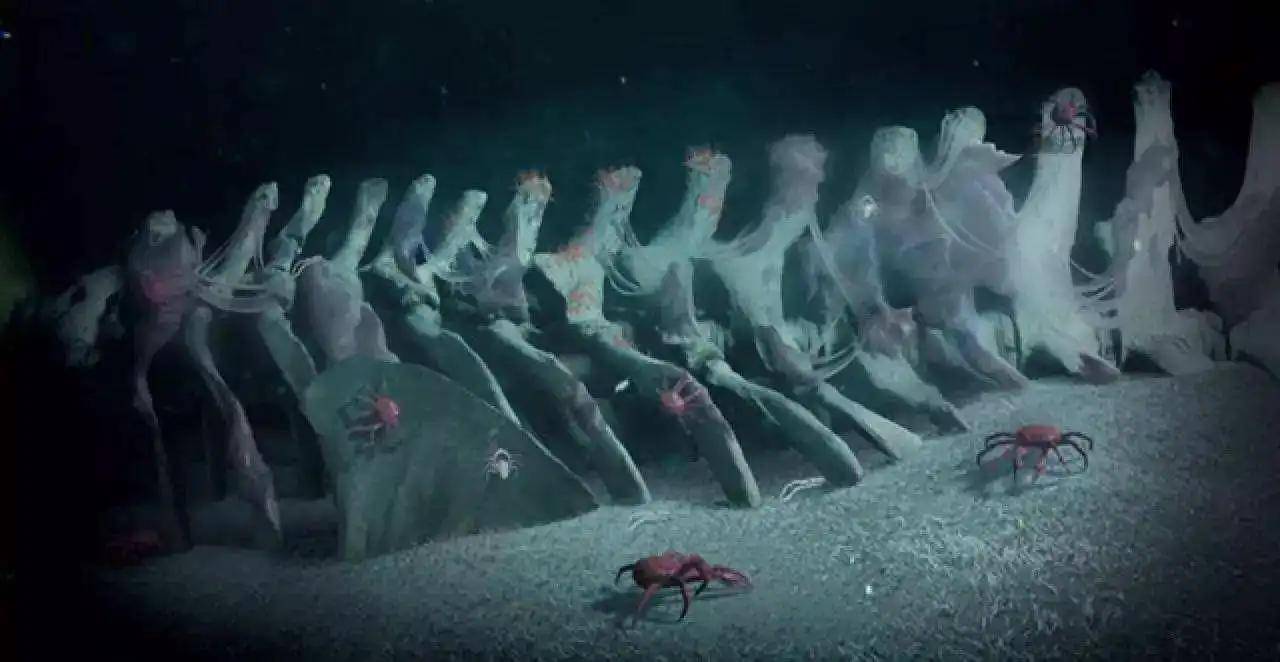 每年蓝鲸的死亡事件虽然让人心痛,但也给我们带来了深刻的猜想.