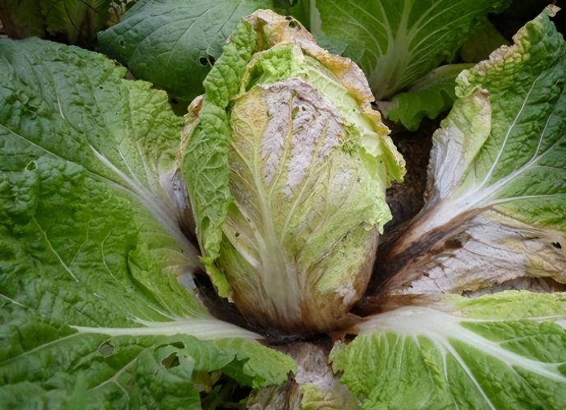白菜软腐病防治方法