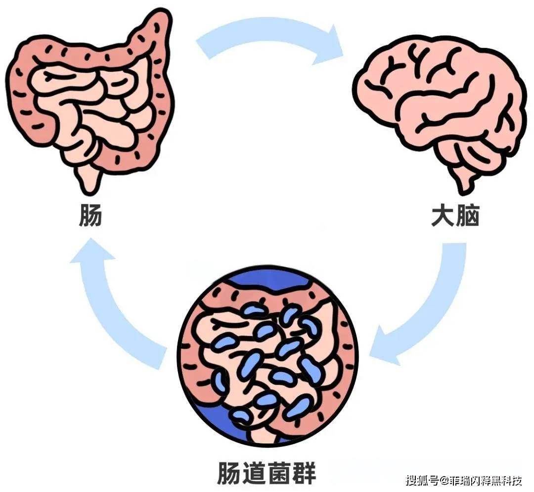 满脑肥肠和脑满肠肥图片