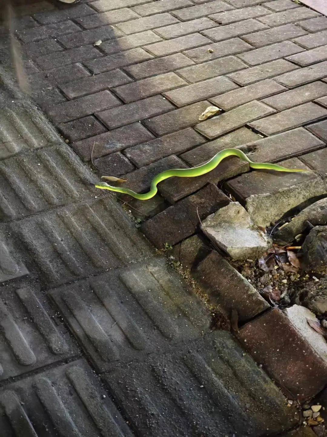 海丰威豪路口出现一条"小青蛇" 据说很毒?