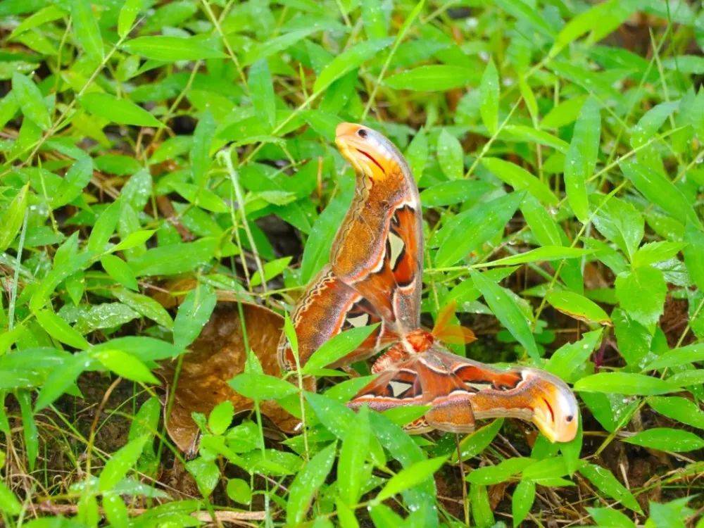 云南发现蛇头蝶,前翅像蛇头,上缘的黑圆斑如蛇眼,能吓退捕食者