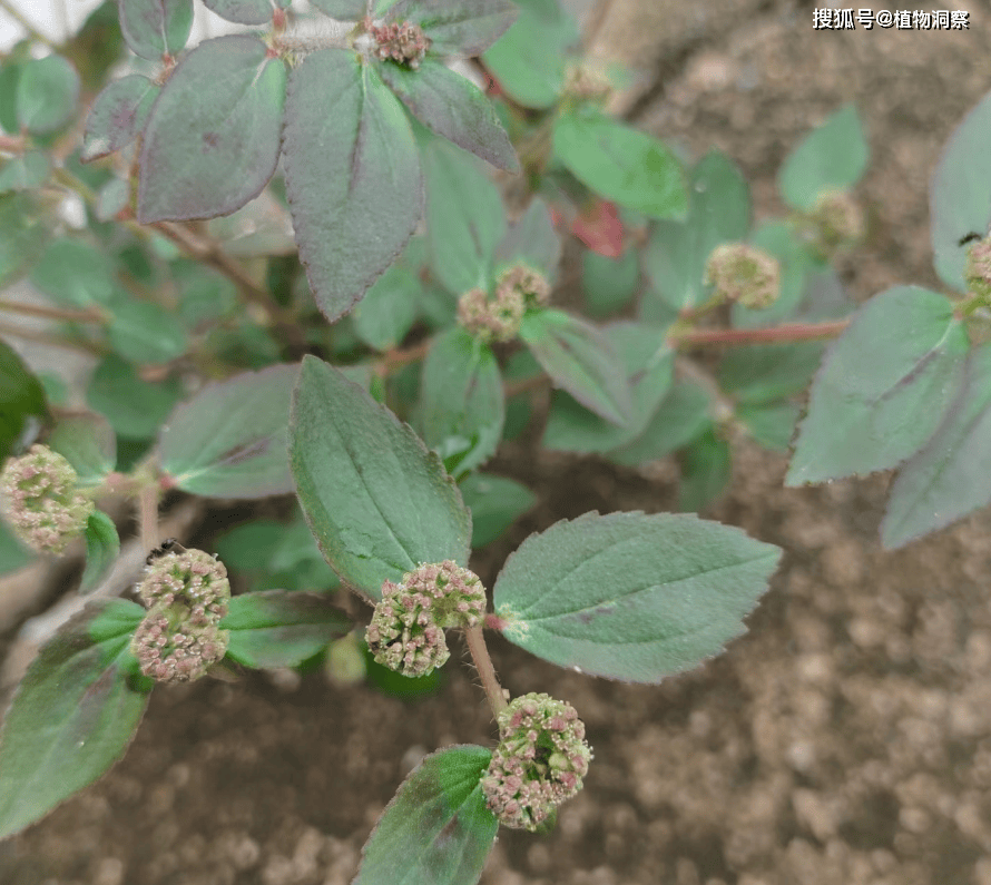 这植物是入侵物种,俗称"飞扬草",可解毒止痒,常用于洗发水!