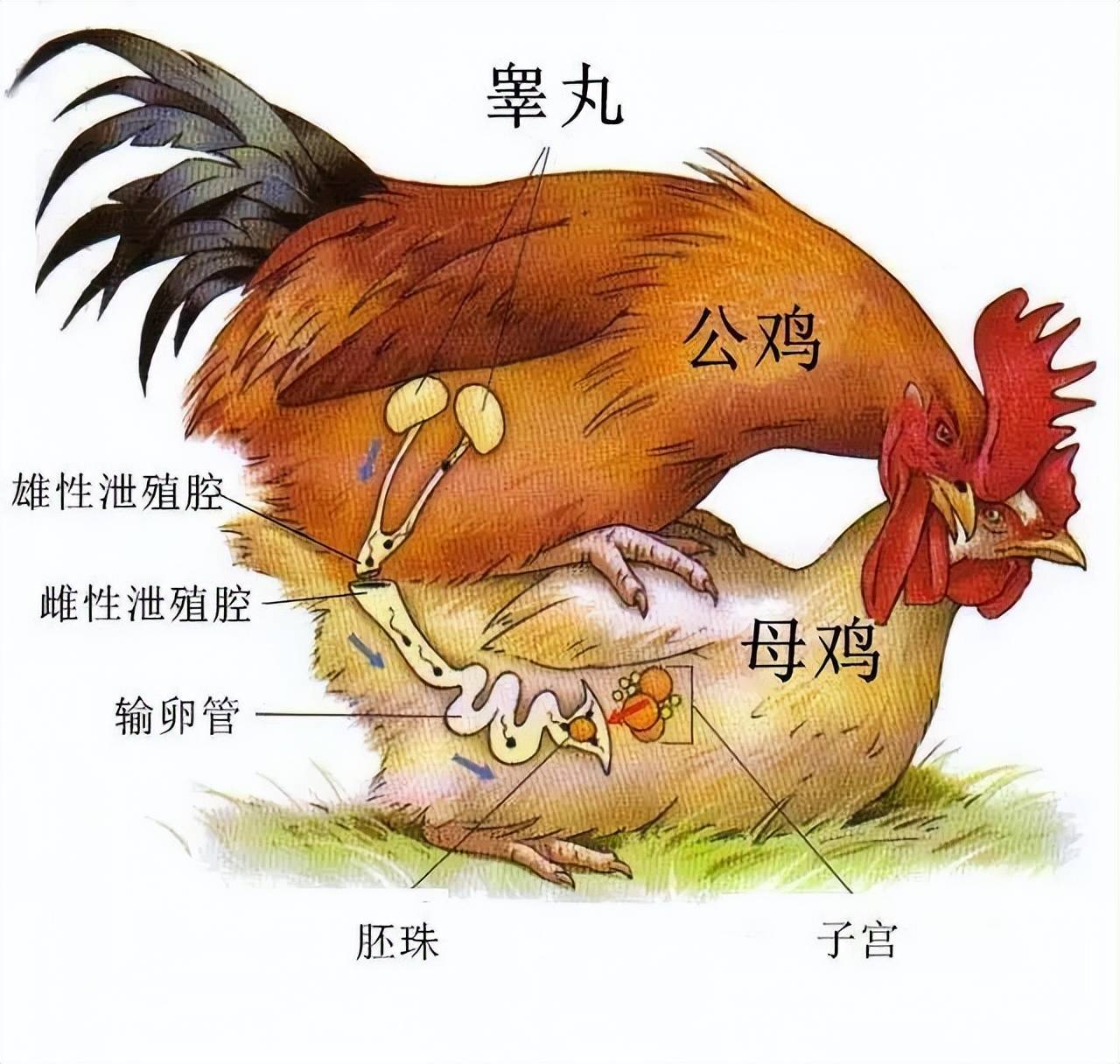 母鸡不需要与公鸡交配就能下蛋,公鸡存在的意义又是什么呢?