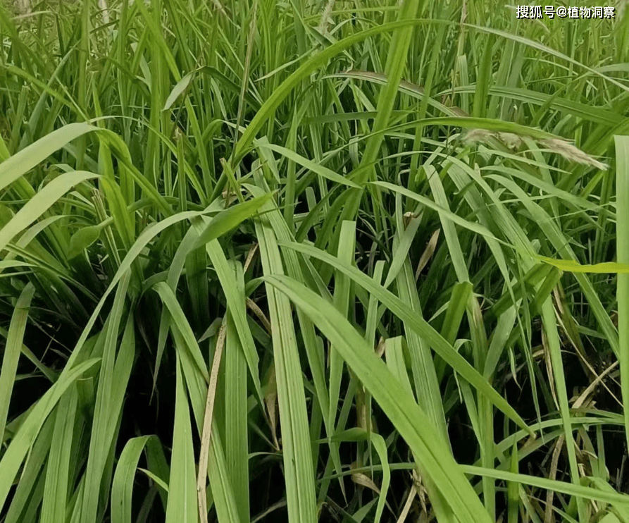 白茅根_花序_杂草