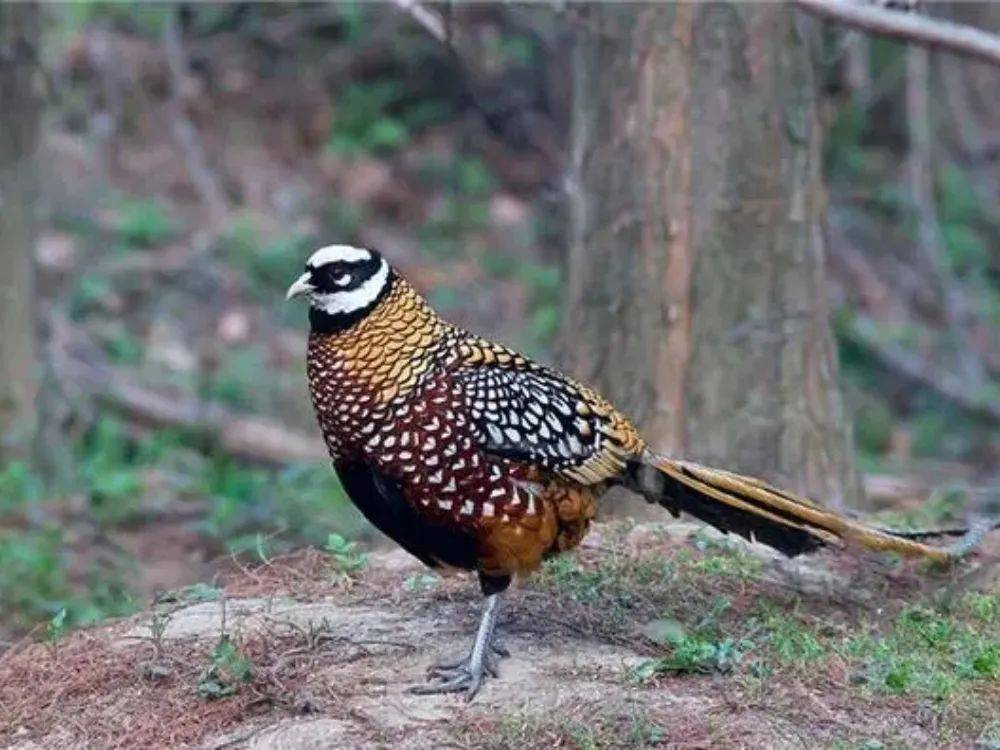 湖南崀山3只长尾"凤凰",一起追求一只雌鸟,但雌鸟不理不睬