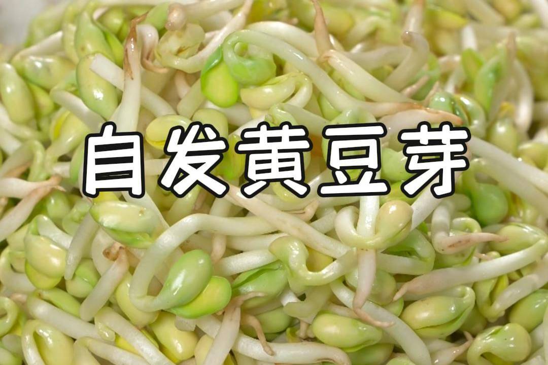 自发黄豆芽