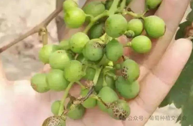 葡萄园蓟马危害及防治措施