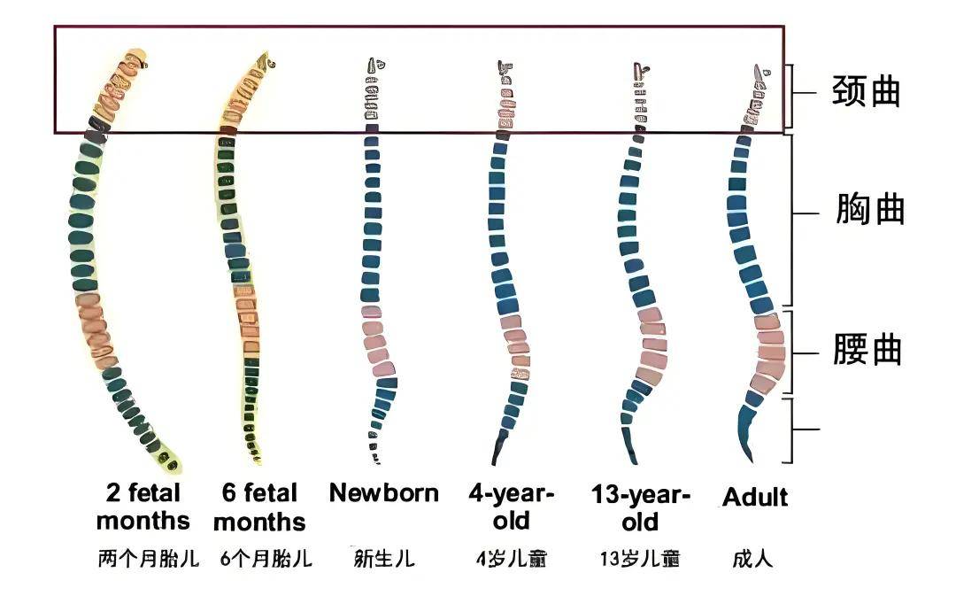 儿童的后背脊骨图图片