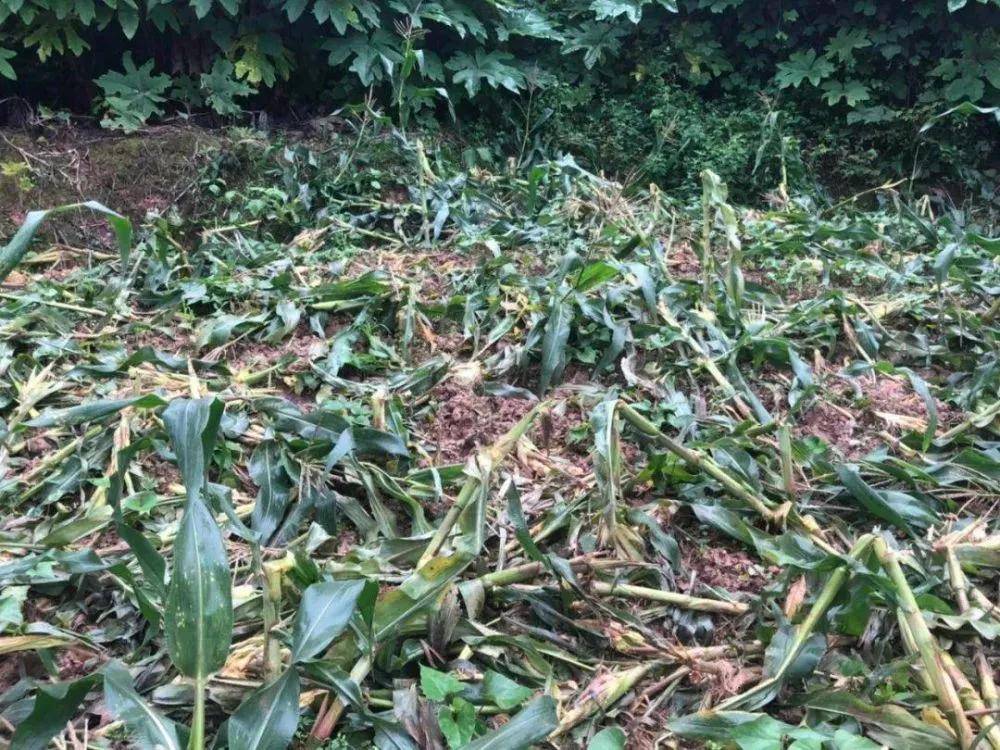 多地泛滥成灾,农民打不得又赶不走,损害农作物上亿元,该咋办?