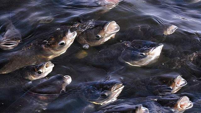 鱼身上寄生虫怎么消灭?这里说清楚