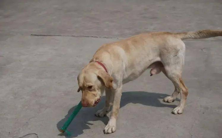 养狗必看:公狗母狗大不同,你了解多少?