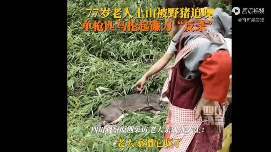 77岁老太被野猪咬伤后将其反杀 网友：佩服老人的英勇！-野猪咬死人新闻