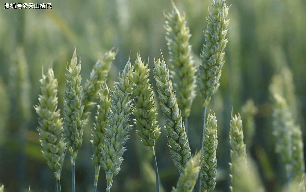 周麦27小麦品种简介