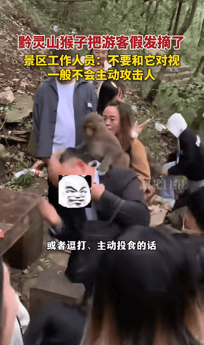 男子爬山被猴子骑脖摘假发!网友:就挺秃然的……知名景区回应