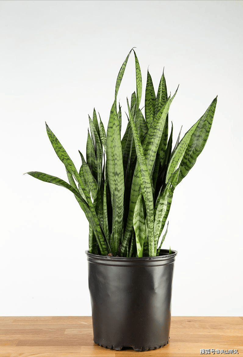 虎尾兰盆栽,有哪些养护方法?