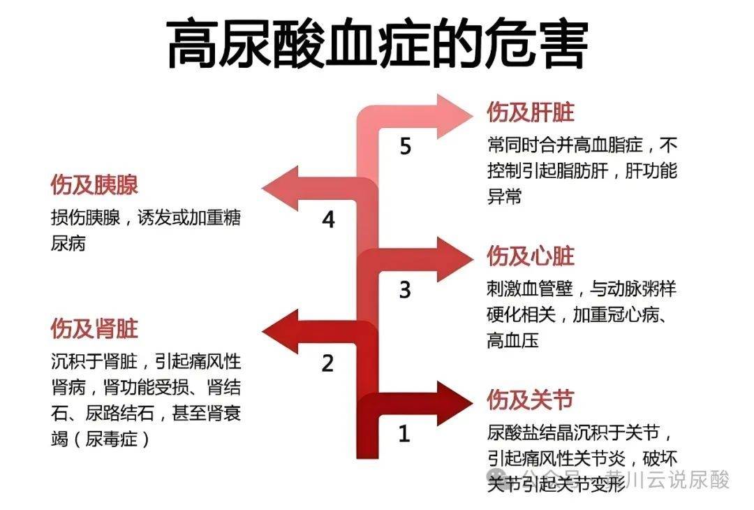 痛风肾超声表现图片