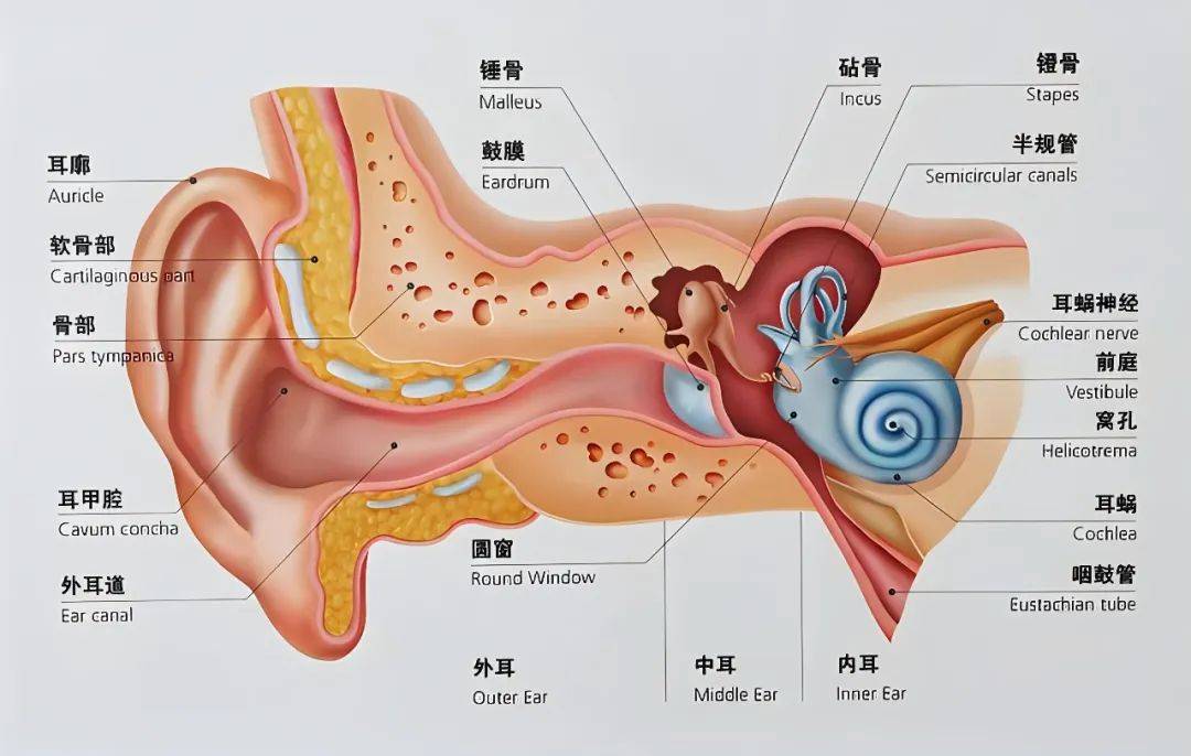 万聪听力茶陵店带大家来了解咱们耳朵的结构图