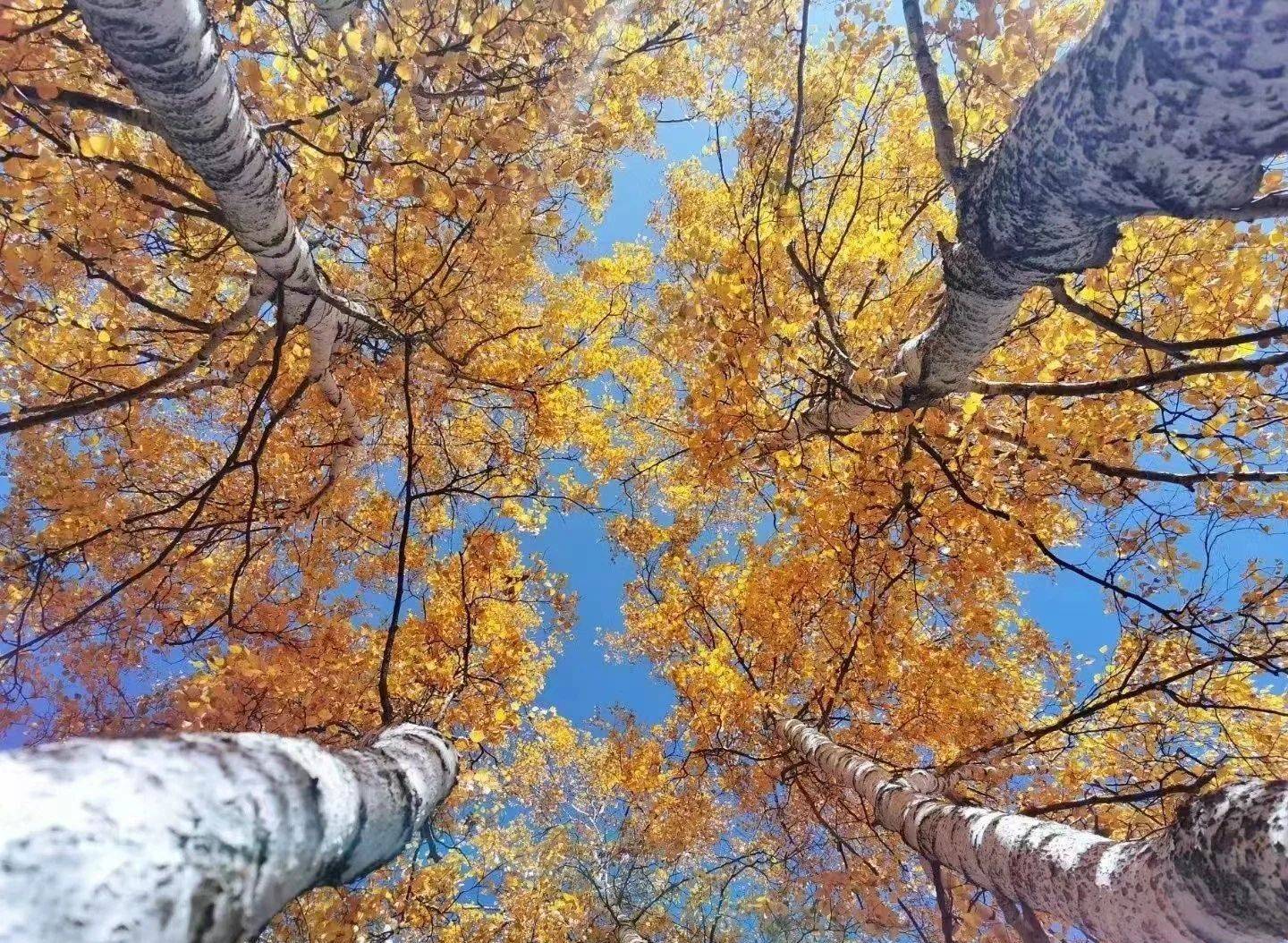 河北承德塞罕坝:秋日美景,令人心醉