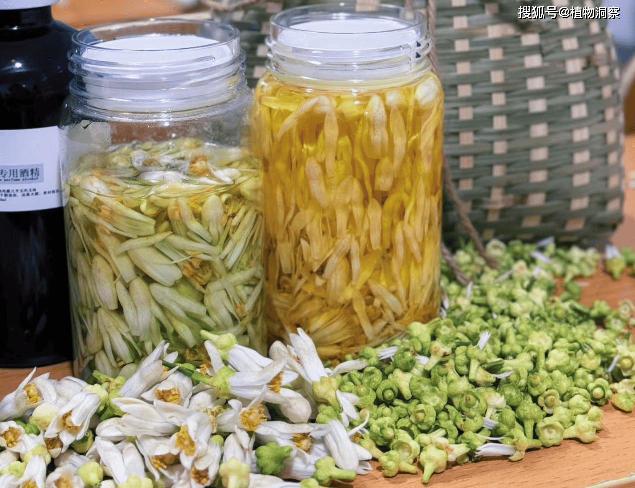 代代花的食用价值代代花是果树,但是它的果肉味道很酸,而且略微带点