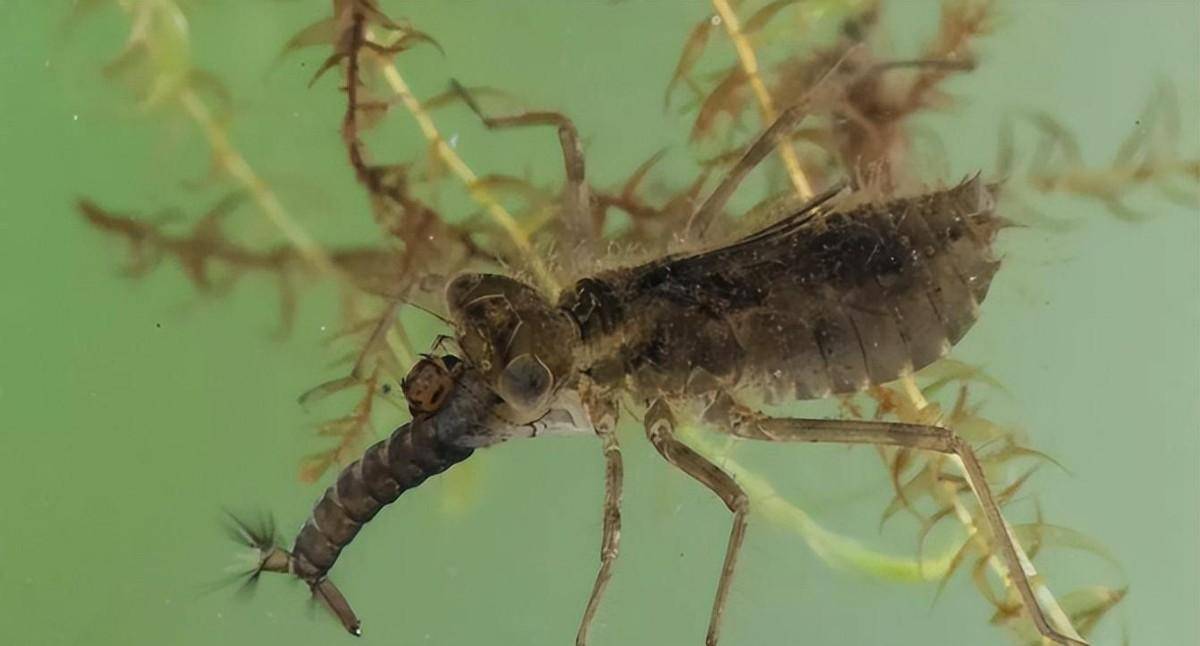 水虿的天敌图片