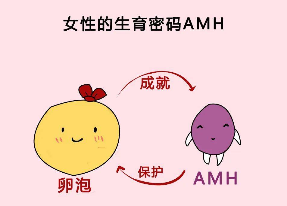 amh值低可以怀孕吗？怎么办？