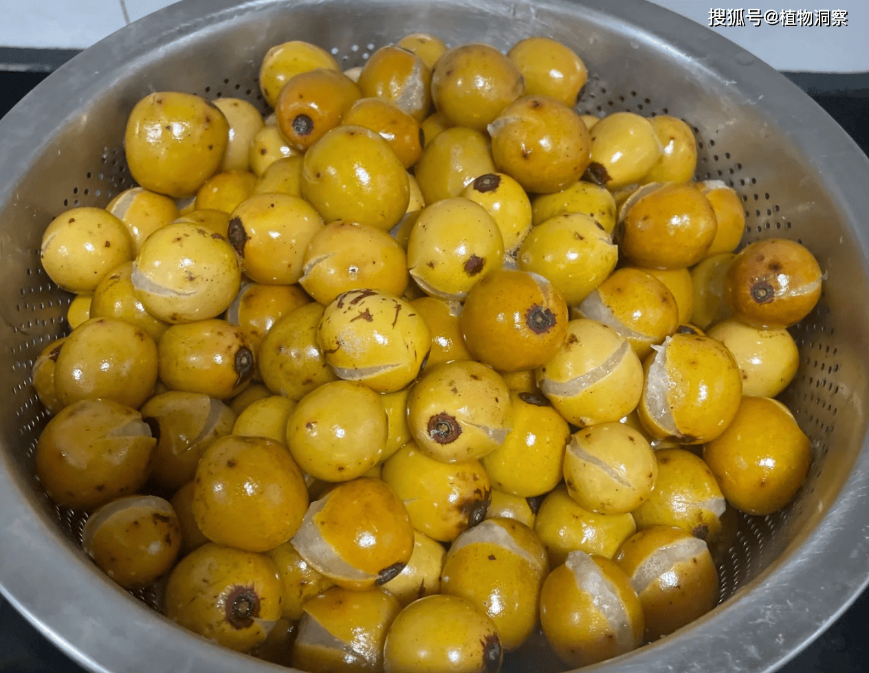 俗称"南酸枣",果肉黏糊糊的,可制作酸枣膏,开胃健脾,遇到别错过!