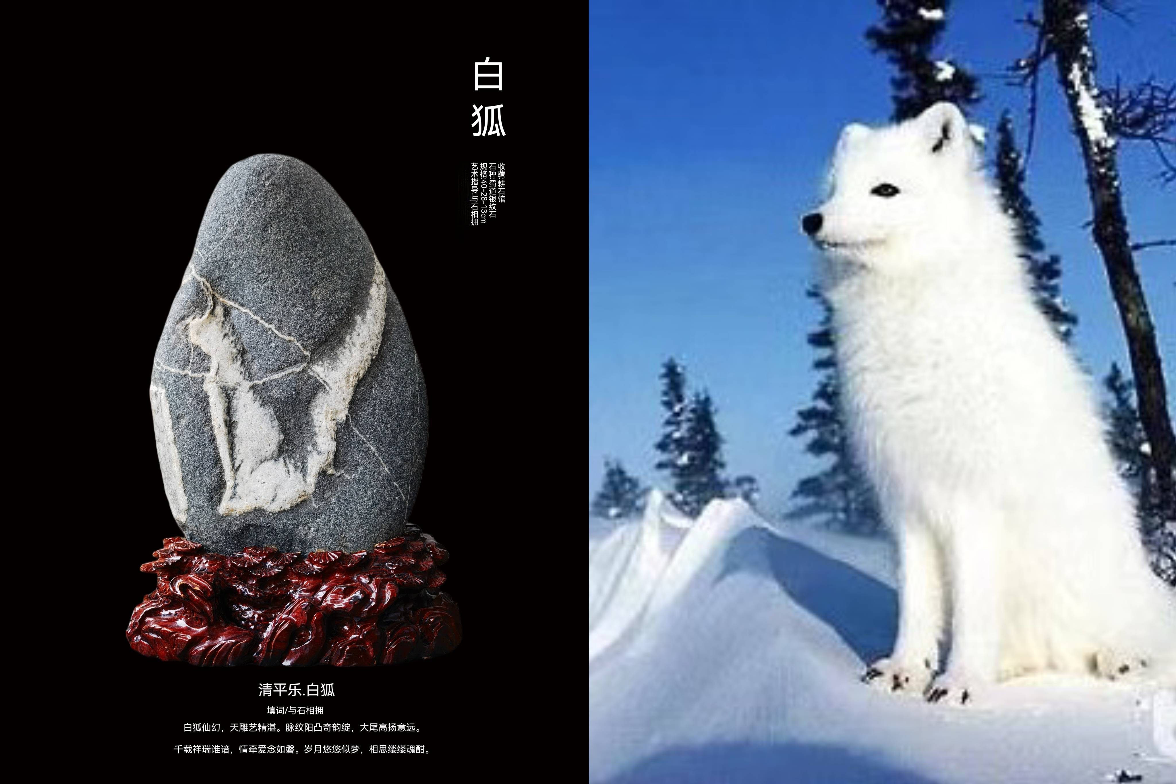 赏石艺术精品《白狐》解读与赏析_搜狐网