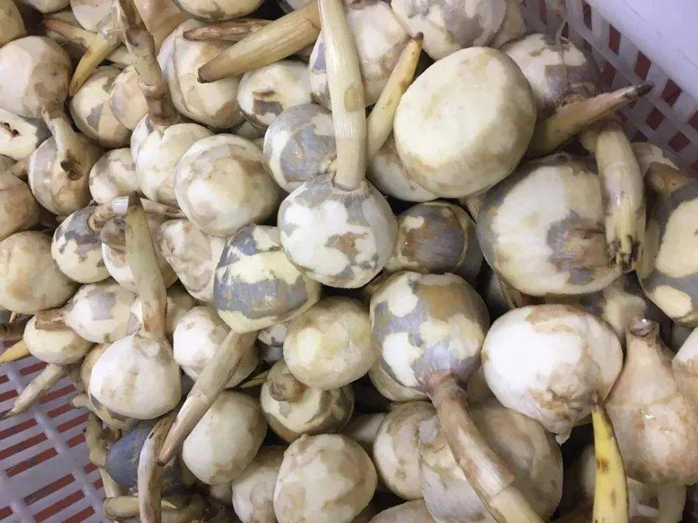 污泥中挖出来的果实,曾是穷苦人的救命粮,如今成江南特产,4元/斤_茨菇
