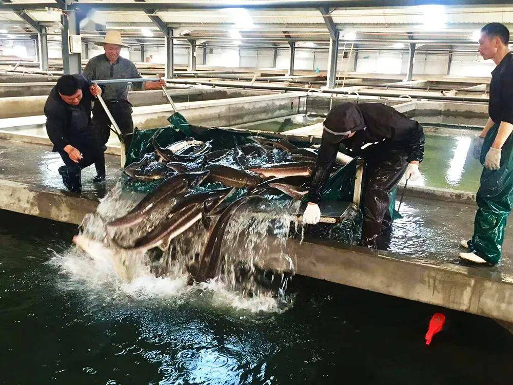 人称"长江鱼王",全身无鱼鳞,曾卖千元一条,如今敢养殖的不多