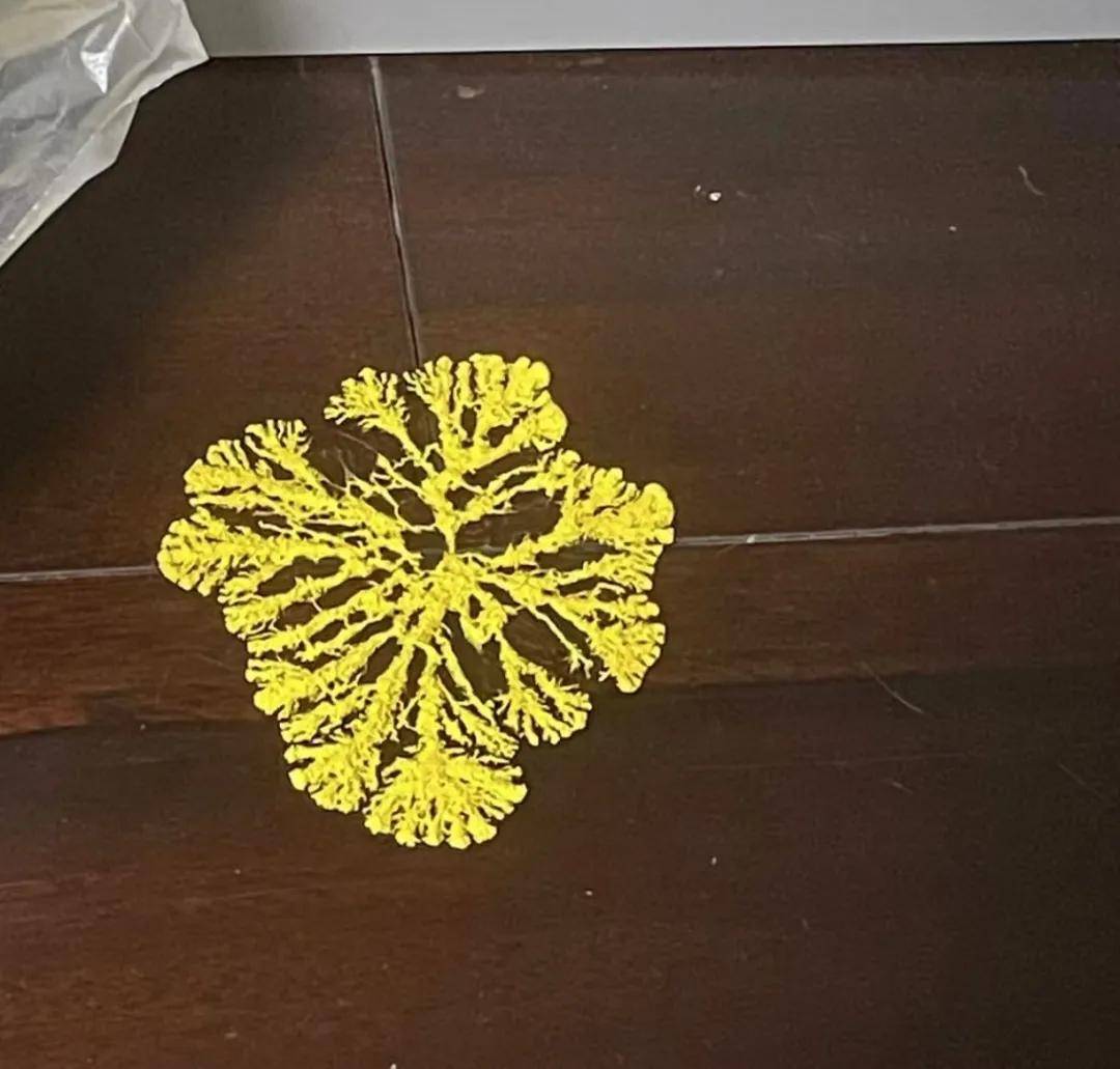 小学生开始流行养黏菌当宠物！家长傻眼：这是啥？_繁殖_网友_阶段
