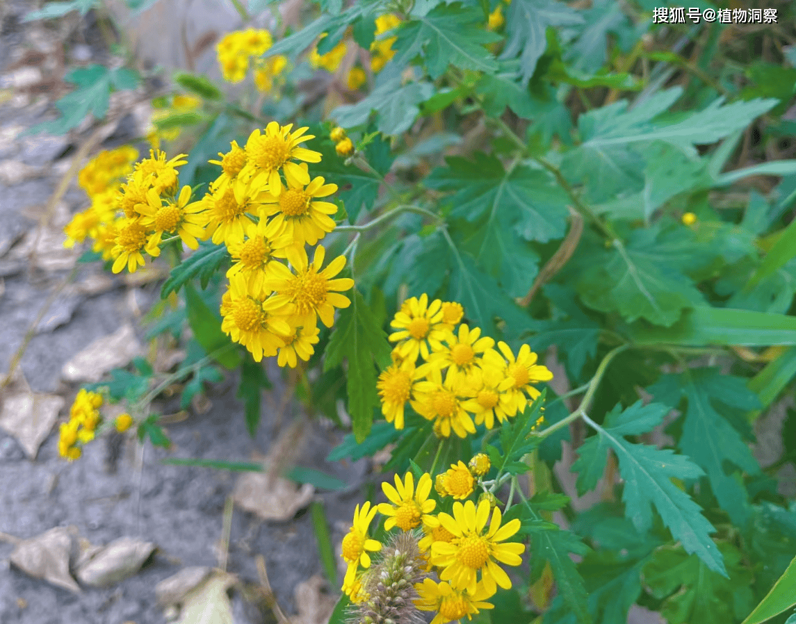 菊花,原产于中国,被日本视为国花!