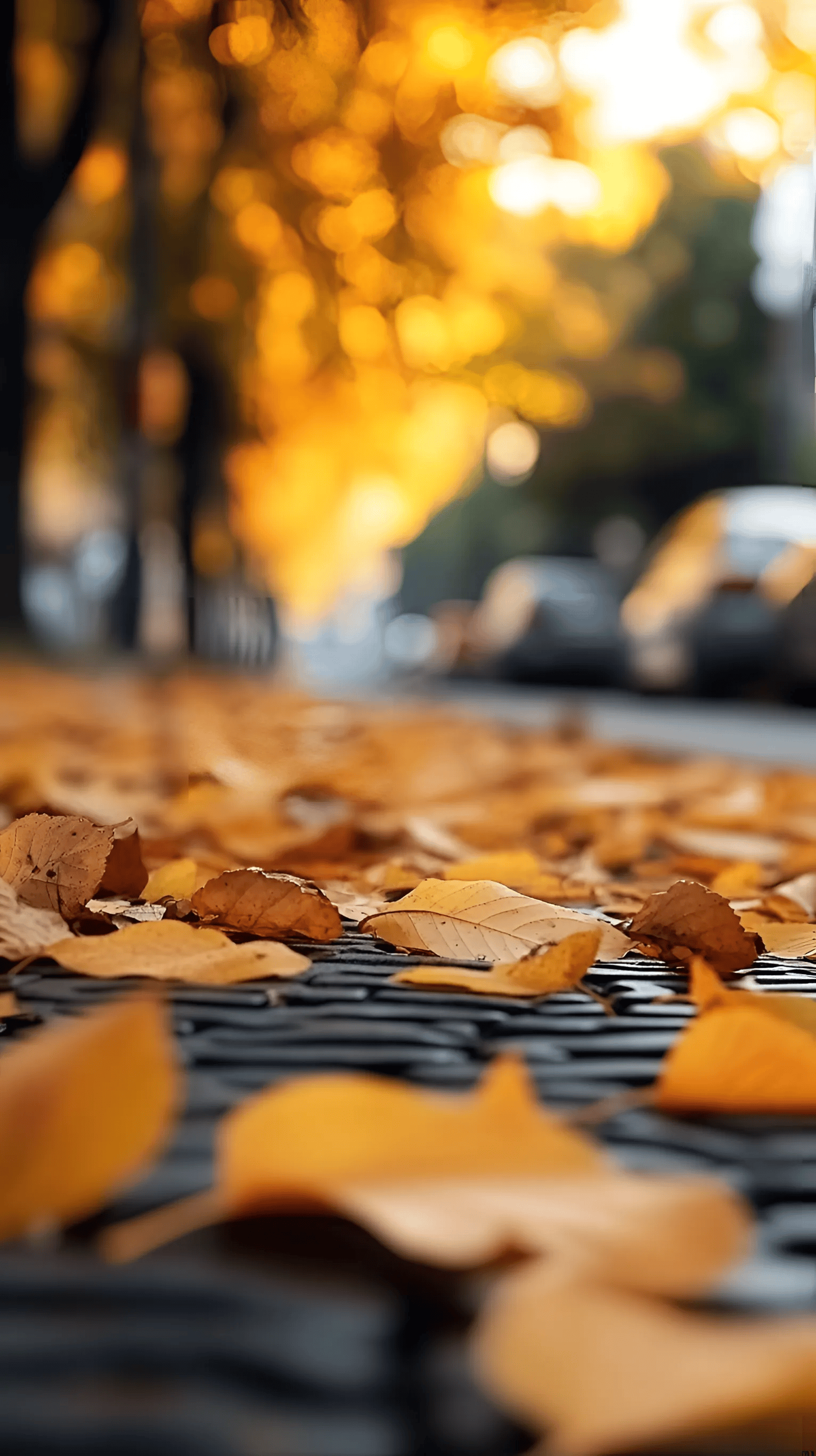 秋天落叶之静美