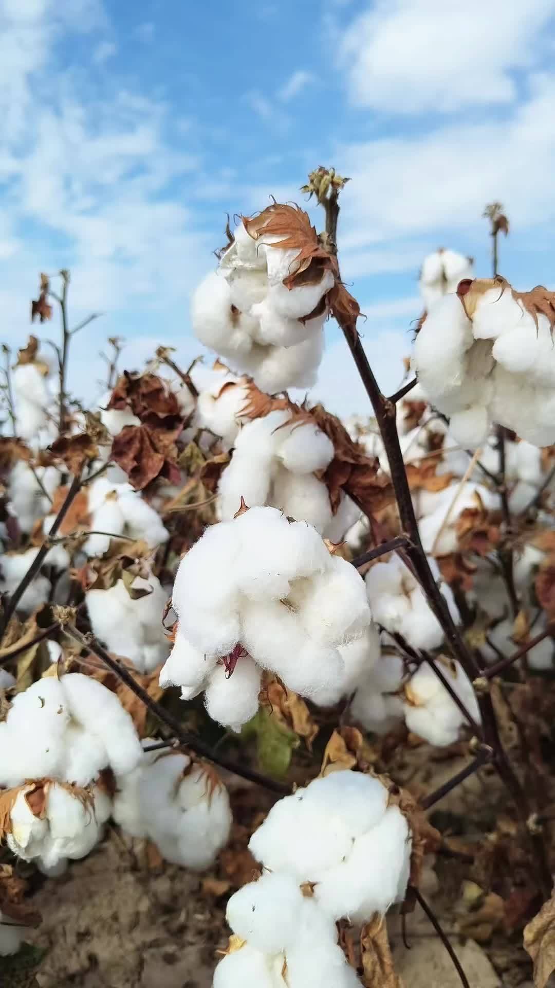 新疆长绒棉大丰收