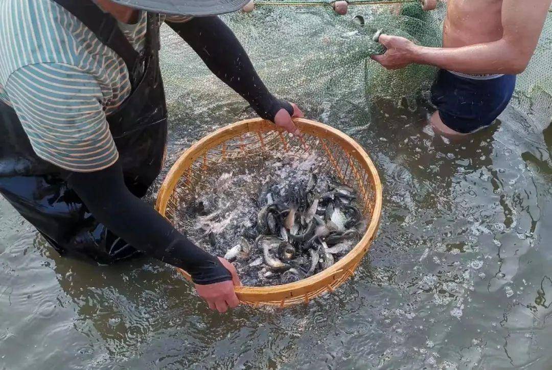 致富经养殖鱼视频(致富经2019年全集养鱼视频)