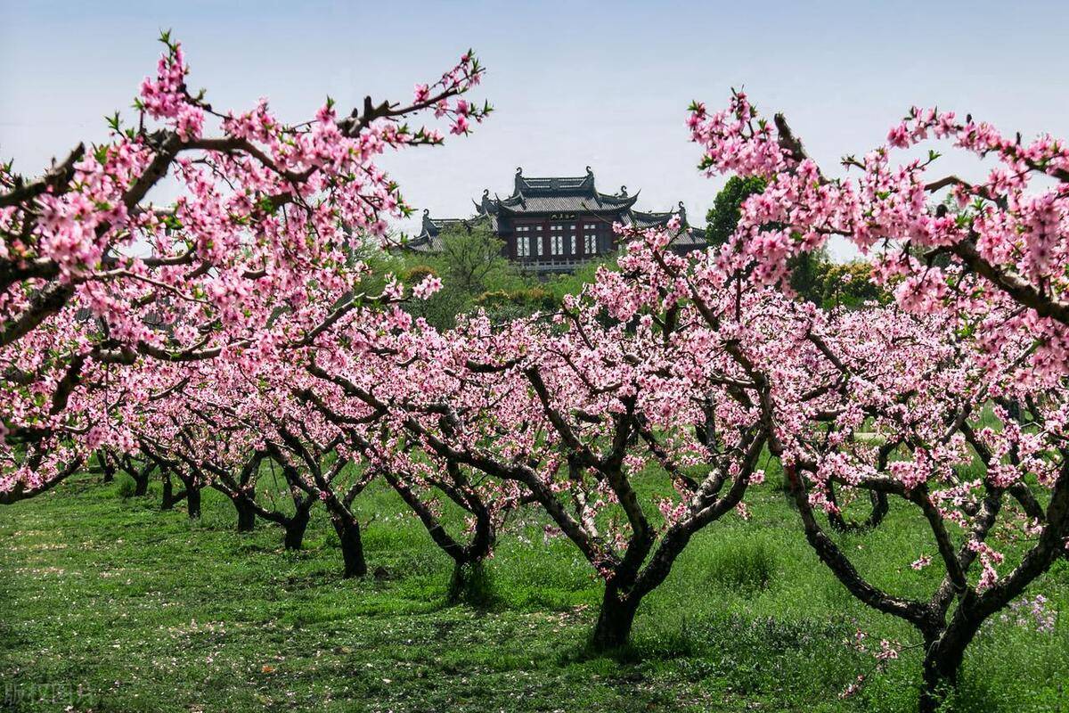 杜陵桃花图片