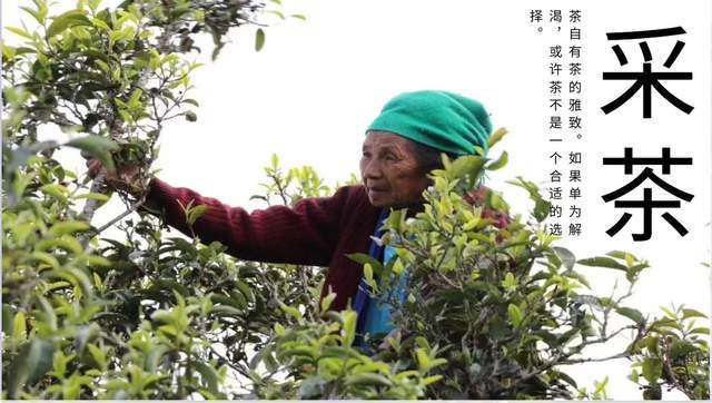 恭喜东极一品楼茶庄.