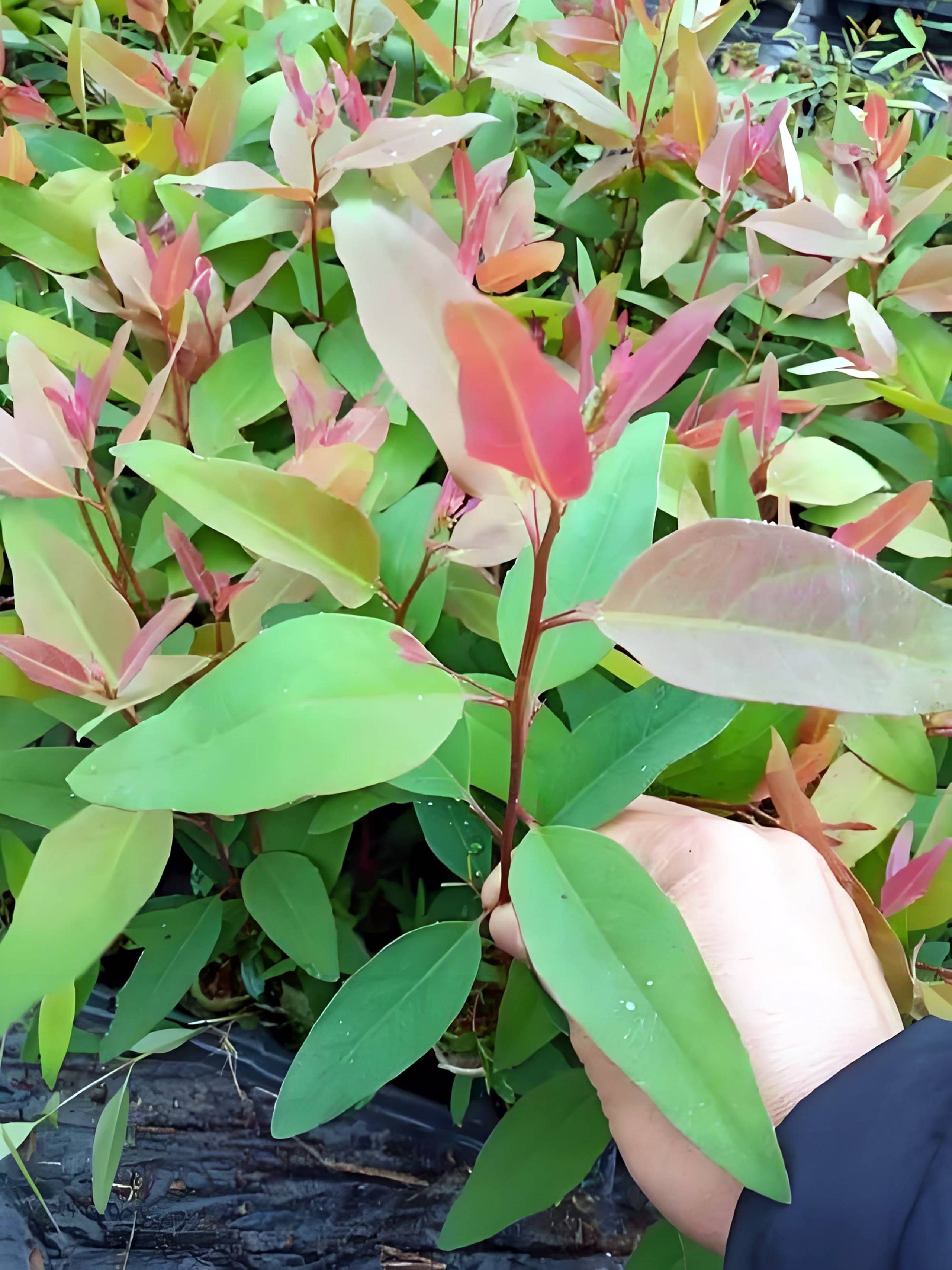 桉树种植踩过的坑,坑坑都是泪!