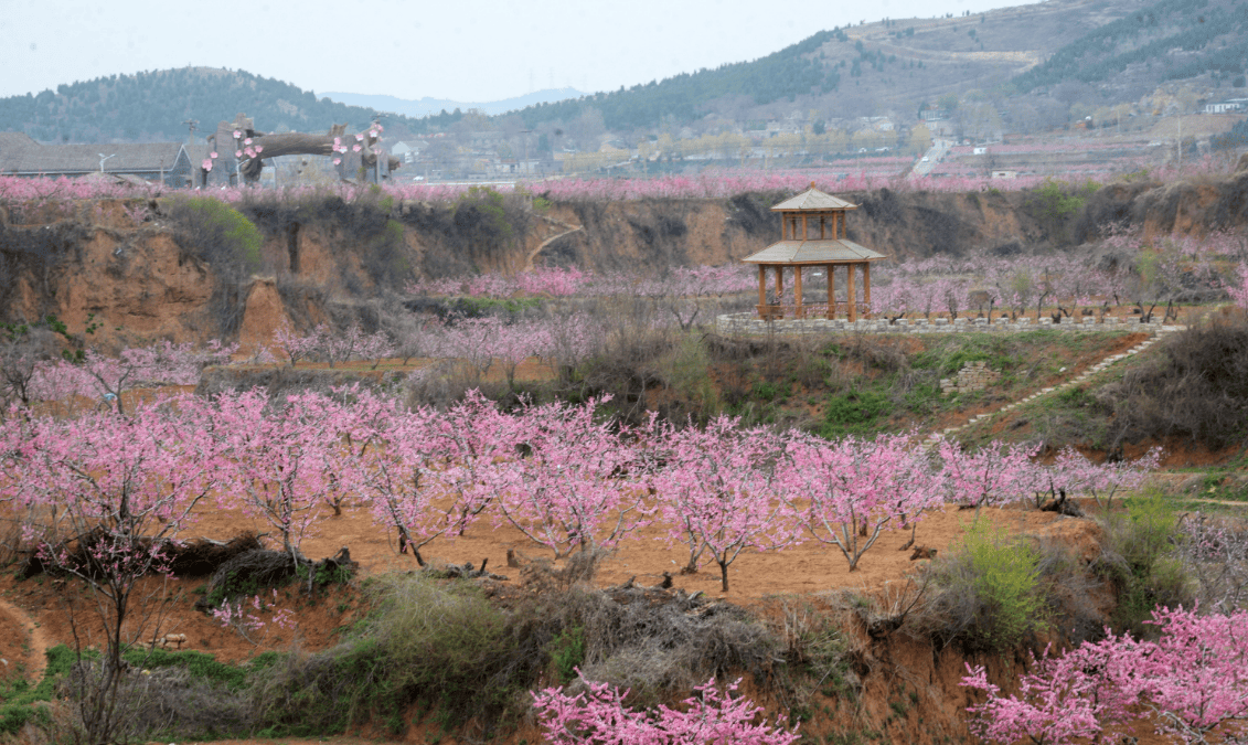 贾汪桃花图片