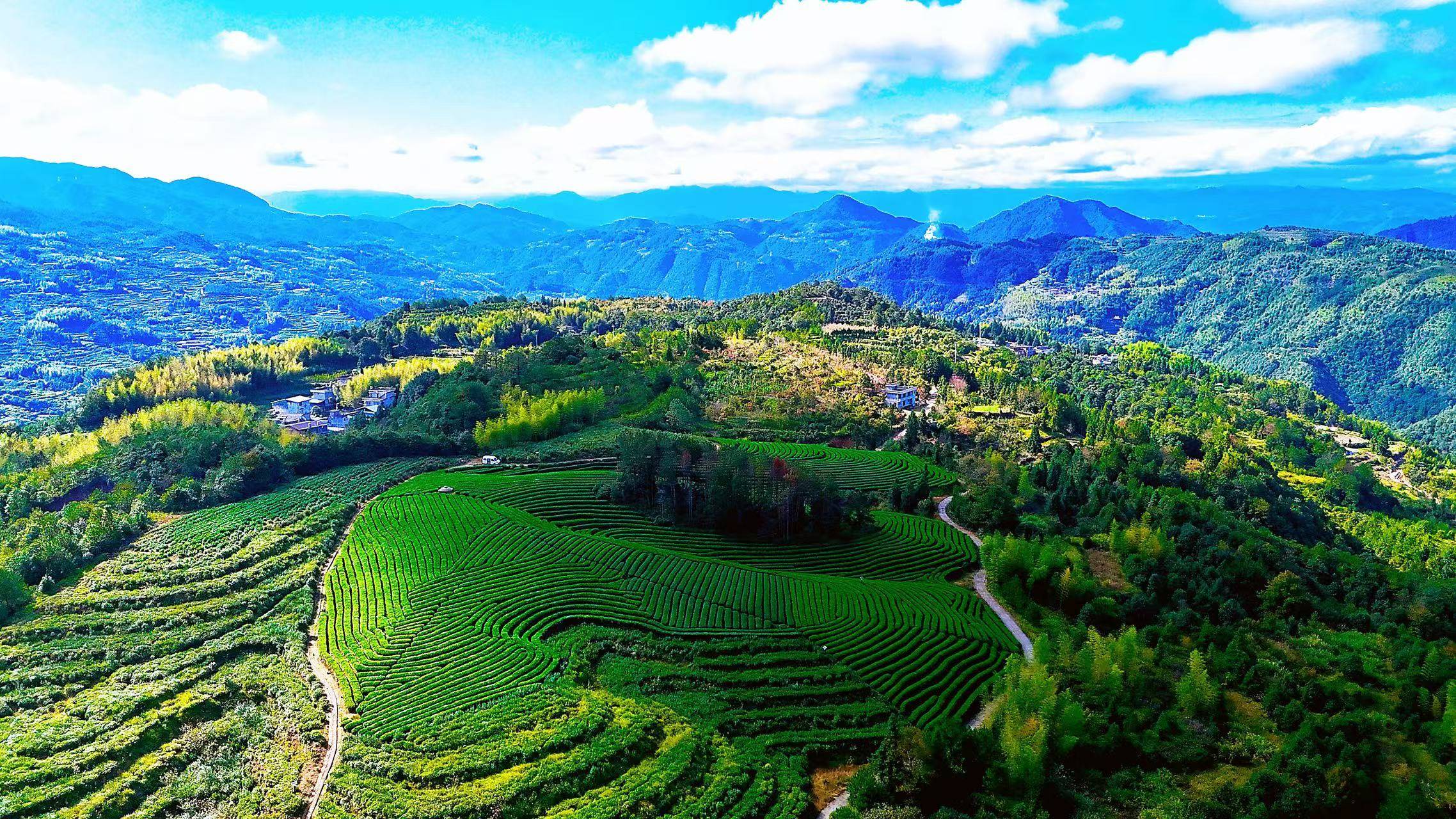大茶场 秋日治愈之旅，走进浙江泰顺，溯源三杯香产地，茶园里的小清新_香气_旅行_大自然