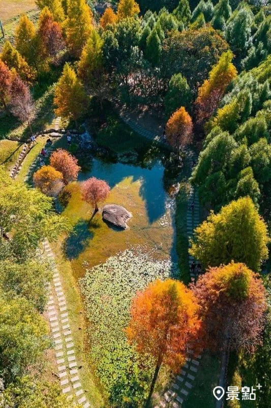 金棕色落羽松树海大景美拍！全台8大落羽松景点抢先取景必收_Info_大溪_地址