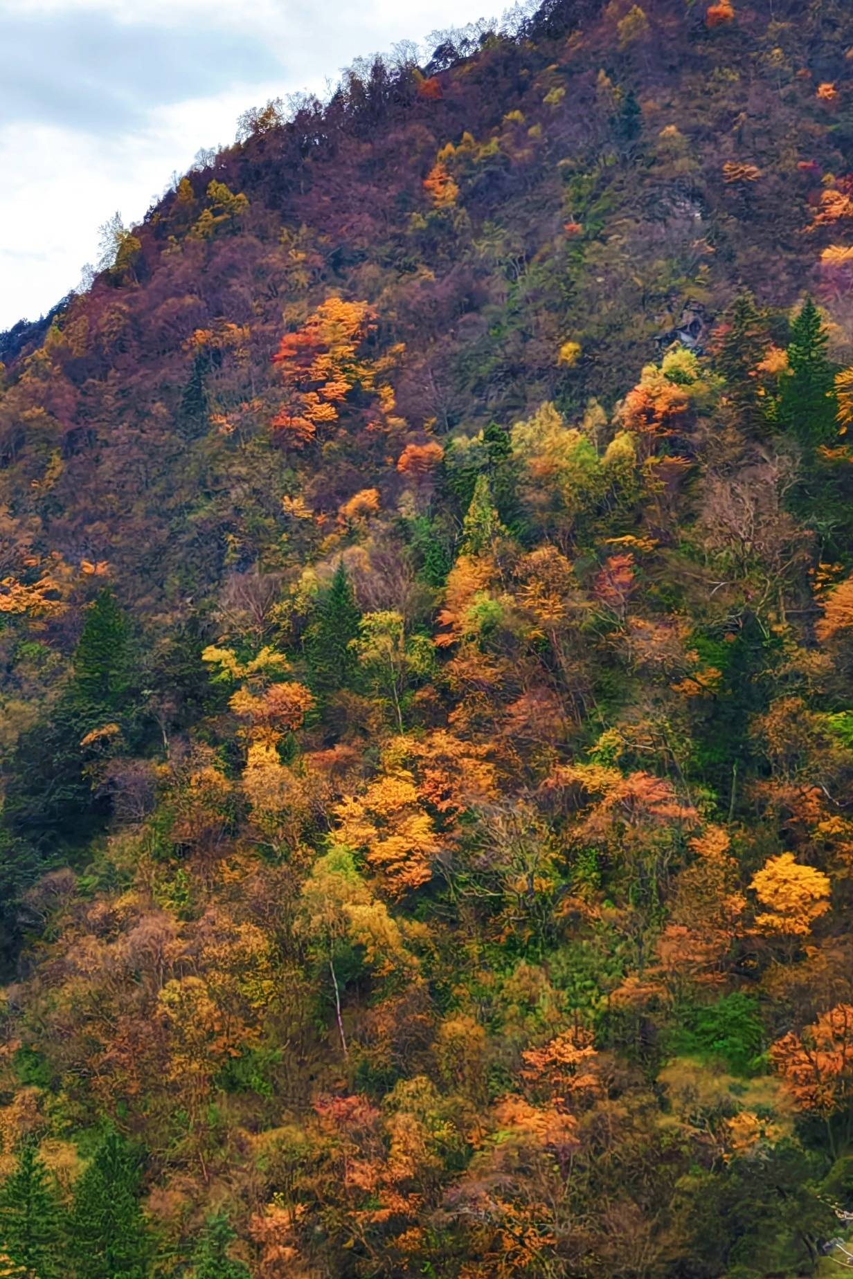 速来松坪沟彩林最佳观赏期已至错过等一年