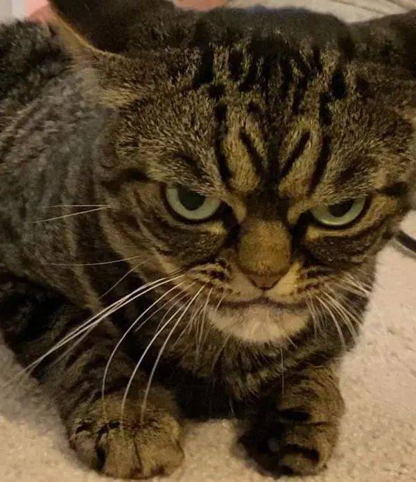 养只猫感觉每天会被打,这天生凶悍的眼神,一看就不好惹!