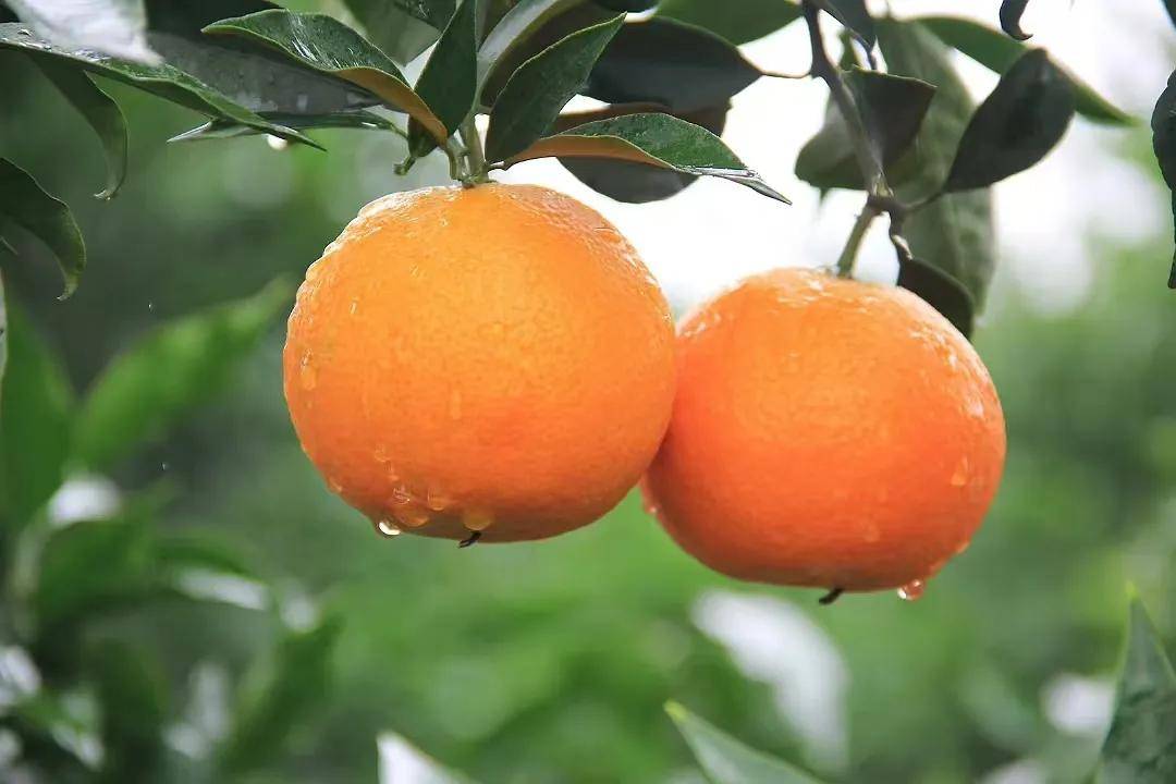 准备好,眉山爱媛即将大规模成熟~_柑橘_果肉_橘子